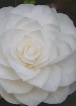 Nuccio's Gem Camellia Japonica - 3 Gallon Pot -Garden & Outdoor Sale Shop Camellia Nuccios Gem 6