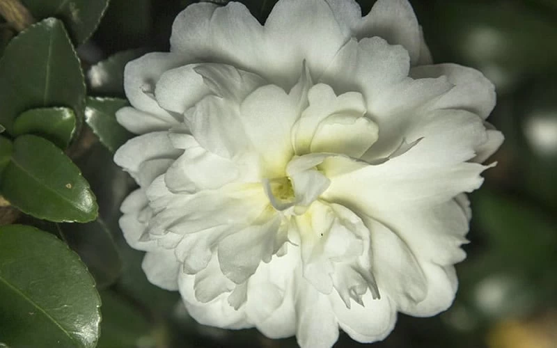 October Magic Ivory Camellia - 1 Gallon Pot 6 October Magic Ivory Camellia - 1 Gallon Pot - Image 4