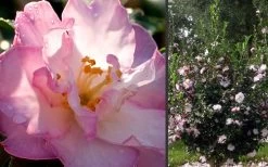 October Magic Orchid Camellia - 1 Gallon Pot -Garden & Outdoor Sale Shop Camellia October Magic Orchid Flowers 2 1