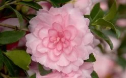 October Magic Pink Perplexion Camellia - 1 Gallon Pot 9 October Magic Pink Perplexion Camellia - 1 Gallon Pot -Garden & Outdoor Sale Shop Camellia October Magic Pink Perplexion