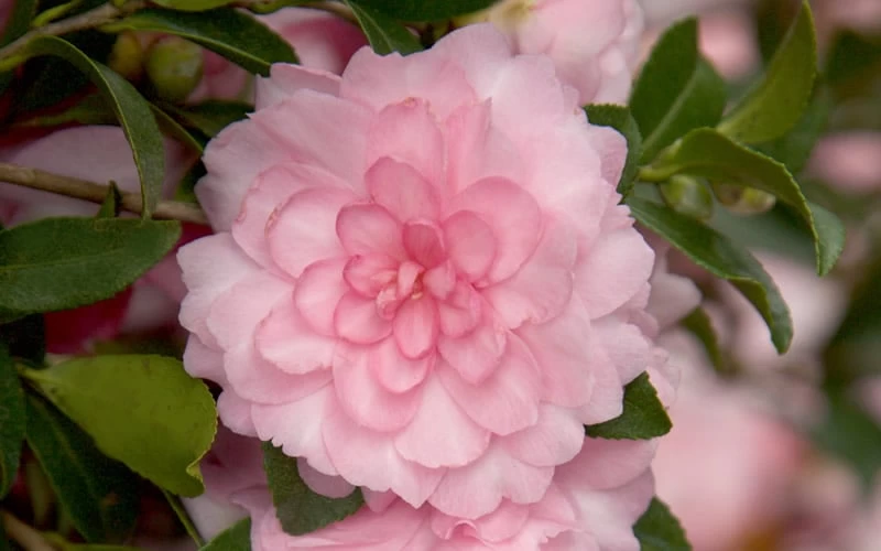 October Magic Pink Perplexion Camellia - 1 Gallon Pot 6 October Magic Pink Perplexion Camellia - 1 Gallon Pot - Image 4