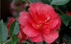 October Magic Rose Camellia - 2 Gallon Pot -Garden & Outdoor Sale Shop Camellia October Magic Rose Closeup Flower 2 2