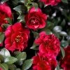 October Magic Ruby Camellia - 7 Gallon Pot -Garden & Outdoor Sale Shop Camellia October Magic Ruby 20