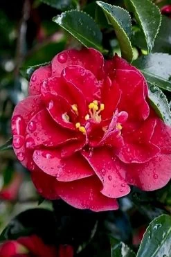 October Magic Ruby Camellia - 7 Gallon Pot -Garden & Outdoor Sale Shop Camellia October Magic Ruby 23