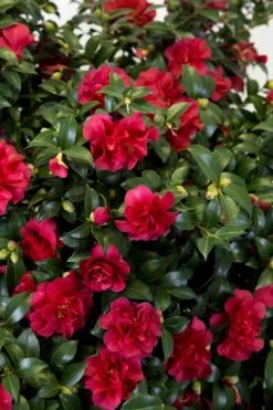 October Magic Ruby Camellia - 7 Gallon Pot -Garden & Outdoor Sale Shop Camellia October Magic Ruby 27