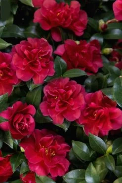 October Magic Ruby Camellia - 7 Gallon Pot -Garden & Outdoor Sale Shop Camellia October Magic Ruby 28