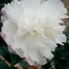 October Magic Snow Camellia - 2.5 Quart Pot