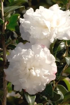 October Magic Snow Camellia - 2 Gallon Pot -Garden & Outdoor Sale Shop Camellia October Magic Snow 500x750 1