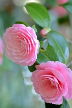 Otome Pink Camellia Japonica - 1 Gallon Pot -Garden & Outdoor Sale Shop Camellia Otome 1 1