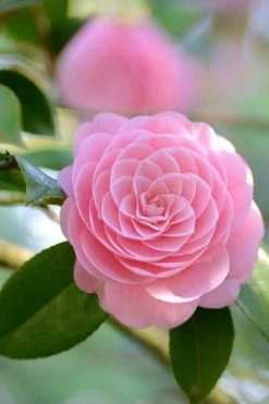 Otome Pink Camellia Japonica - 1 Gallon Pot -Garden & Outdoor Sale Shop Camellia Otome 2 1