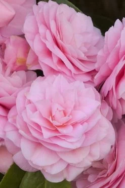 Pearl Maxwell Camellia Japonica - 3 Gallon Pot -Garden & Outdoor Sale Shop Camellia Pearl Maxwell 10 1