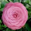 Pearl Maxwell Camellia Japonica - 3 Gallon Pot