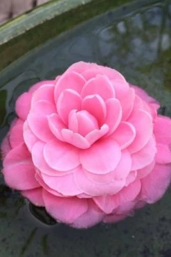 Pearl Maxwell Camellia Japonica - 3 Gallon Pot -Garden & Outdoor Sale Shop Camellia Pearl Maxwell 5 1