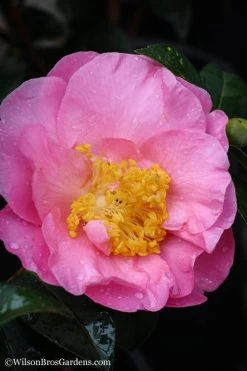 Autumn Pink Icicle Cold Hardy Camellia - 3 Gallon Pot -Garden & Outdoor Sale Shop Camellia Pink Icicle 20