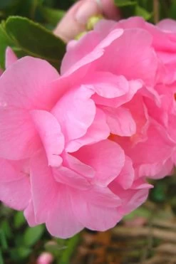 Autumn Pink Icicle Cold Hardy Camellia - 3 Gallon Pot -Garden & Outdoor Sale Shop Camellia Pink Icicle 6