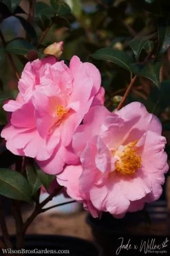 Autumn Pink Icicle Cold Hardy Camellia - 3 Gallon Pot -Garden & Outdoor Sale Shop Camellia Pink Icicle JW 1