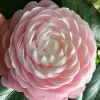 Pink Perfection Camellia Japonica - 6 Pack Of 1 Gallon Pots 2 Pink Perfection Camellia Japonica - 6 Pack Of 1 Gallon Pots -Garden & Outdoor Sale Shop Camellia Pink Perfection 26 1