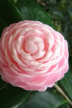 Pink Perfection Camellia Japonica - 6 Pack Of 1 Gallon Pots -Garden & Outdoor Sale Shop Camellia Pink Perfection 27 1