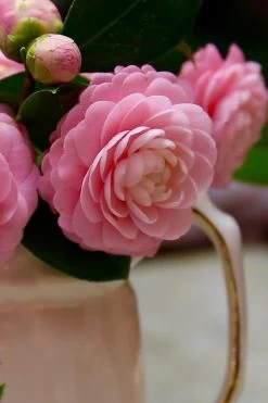 Pink Perfection Camellia Japonica - 1 Gallon Pot -Garden & Outdoor Sale Shop Camellia Pink Perfection 29