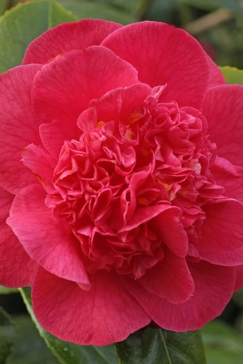 Red Fellow Camellia Japonica - 3 Gallon Pot 6 Red Fellow Camellia Japonica - 3 Gallon Pot - Image 4