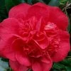 Red Fellow Camellia Japonica - 3 Gallon Pot -Garden & Outdoor Sale Shop Camellia Red Fellow 2