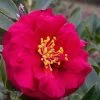 Reverend Ida Red ShiShi Gashira Dwarf Camellia Sasanqua - 3 Gallon Pot -Garden & Outdoor Sale Shop Camellia Reverend Ida 1