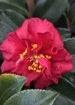 Reverend Ida Red ShiShi Gashira Dwarf Camellia Sasanqua - 3 Gallon Pot -Garden & Outdoor Sale Shop Camellia Reverend Ida 3