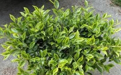Royal Flush Shi Shi Variegated Camellia Sasanqua - 1 Gallon Pot -Garden & Outdoor Sale Shop Camellia Royal Flush Shi Shi 2