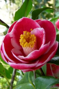 Sadaharu Oh Camellia - 7 Gallon Pot (3-4') -Garden & Outdoor Sale Shop Camellia Sadaharu Oh 6