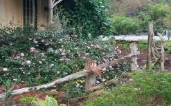 Sarrel Dwarf Camellia Sasanqua - 1 Gallon Pot -Garden & Outdoor Sale Shop Camellia Sarrel 5