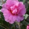 Showa No Sakae Dwarf Camellia Sasanqua - 3 Gallon Pot -Garden & Outdoor Sale Shop Camellia Showa No Sakae 11