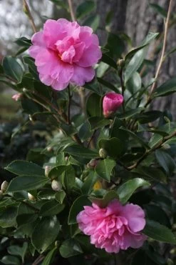 Showa No Sakae Dwarf Camellia Sasanqua - 3 Gallon Pot -Garden & Outdoor Sale Shop Camellia Showa No Sakae 12