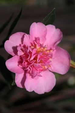 Showa No Sakae Dwarf Camellia Sasanqua - 3 Gallon Pot -Garden & Outdoor Sale Shop Camellia Showa No Sakae 13
