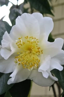 Silver Waves Camellia Japonica - 3 Gallon Pot -Garden & Outdoor Sale Shop Camellia Silver Waves 6 1