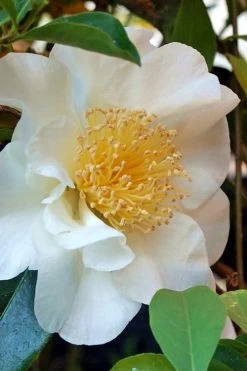 Silver Waves Camellia Japonica - 1 Gallon Pot -Garden & Outdoor Sale Shop Camellia Silver Waves 7