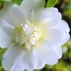 Snow Flurry Cold Hardy Camellia Hybrid - 1 Gallon Pot -Garden & Outdoor Sale Shop Camellia Snow Flurry 1 1