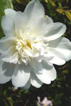 Snow Flurry Cold Hardy Camellia Hybrid - 3 Gallon Pot -Garden & Outdoor Sale Shop Camellia Snow Flurry 2
