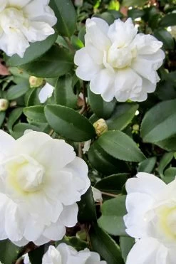 Snow Flurry Cold Hardy Camellia Hybrid - 3 Gallon Pot -Garden & Outdoor Sale Shop Camellia Snow Flurry 6