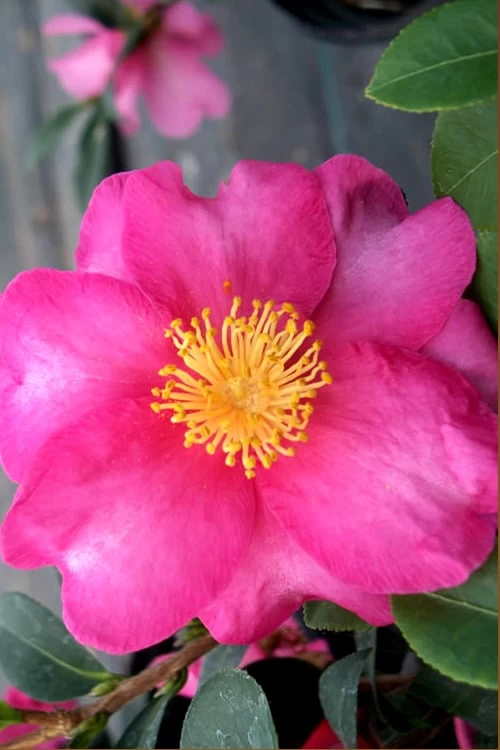 Stephanie Golden Dwarf Camellia Sasanqua - 3 Gallon Pot 3 Stephanie Golden Dwarf Camellia Sasanqua - 3 Gallon Pot