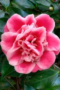 Tama Bambino Camellia Japonica - 1 Gallon Pot -Garden & Outdoor Sale Shop Camellia Tama Bambino 1
