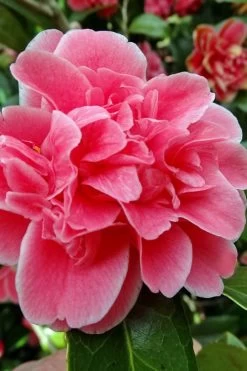 Tama Bambino Camellia Japonica - 1 Gallon Pot -Garden & Outdoor Sale Shop Camellia Tama Bambino 10