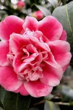 Tama Bambino Camellia Japonica - 1 Gallon Pot -Garden & Outdoor Sale Shop Camellia Tama Bambino 11
