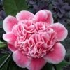 Tama Bambino Camellia Japonica - 3 Gallon Pot -Garden & Outdoor Sale Shop Camellia Tama Bambino 12 1