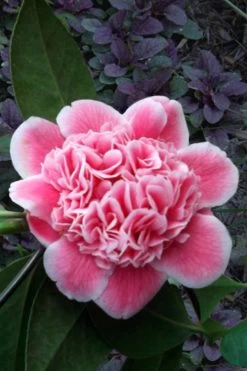 Tama Bambino Camellia Japonica - 1 Gallon Pot