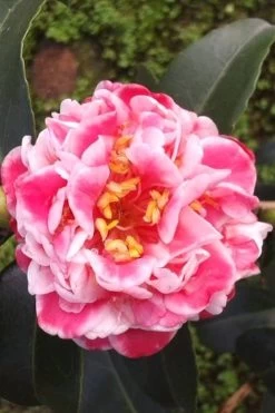 Tama Bambino Camellia Japonica - 1 Gallon Pot -Garden & Outdoor Sale Shop Camellia Tama Bambino 2