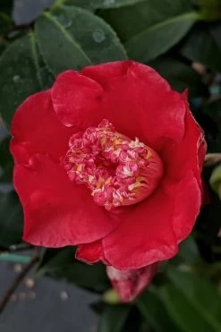 Tama Electra Camellia Japonica - 1 Gallon Pot -Garden & Outdoor Sale Shop Camellia Tama Electra 10
