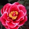 Tama Vino Camellia Japonica - 3 Gallon Pot -Garden & Outdoor Sale Shop Camellia Tama Vinio 10