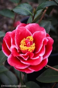 Tama Vino Camellia Japonica - 3 Gallon Pot -Garden & Outdoor Sale Shop Camellia Tama Vinio 7