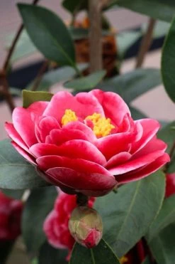 Tama Vino Camellia Japonica - 3 Gallon Pot -Garden & Outdoor Sale Shop Camellia Tama Vinio 8