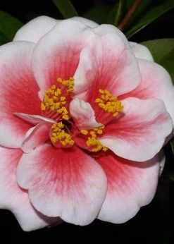 Tama Vino Camellia Japonica - 3 Gallon Pot -Garden & Outdoor Sale Shop Camellia Tama Vino 4